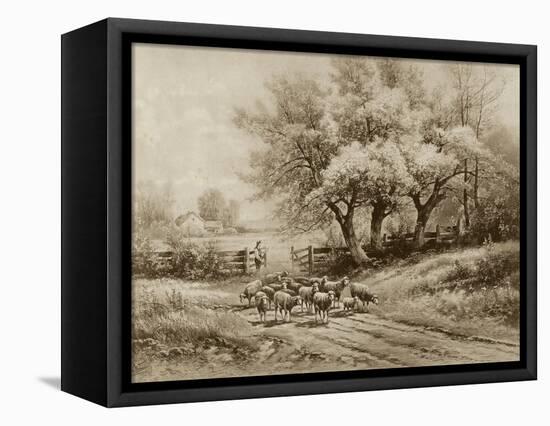 Herding Sheep-Carl Weber-Framed Stretched Canvas