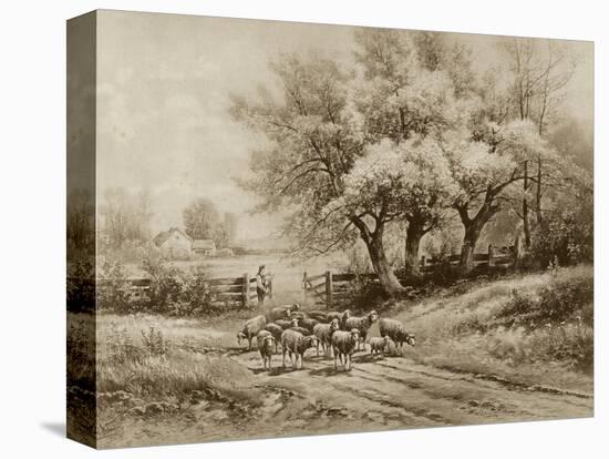 Herding Sheep-Carl Weber-Stretched Canvas