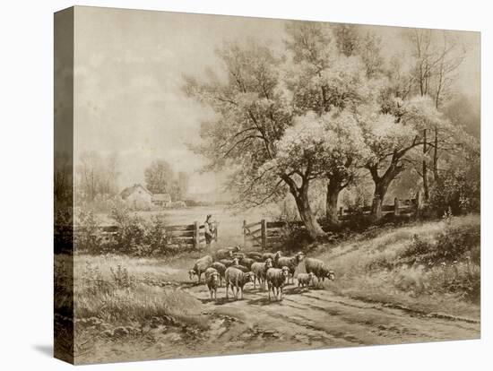 Herding Sheep-Carl Weber-Stretched Canvas