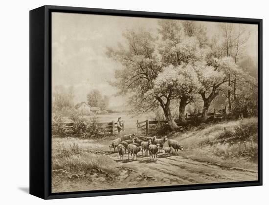 Herding Sheep-Carl Weber-Framed Stretched Canvas