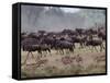 Herds of Gazelle, Zebra, Wildebeest, Topi, Masai Mara Game Reserve, Kenya-Art Wolfe-Framed Stretched Canvas