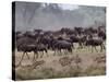 Herds of Gazelle, Zebra, Wildebeest, Topi, Masai Mara Game Reserve, Kenya-Art Wolfe-Stretched Canvas