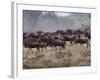 Herds of Gazelle, Zebra, Wildebeest, Topi, Masai Mara Game Reserve, Kenya-Art Wolfe-Framed Photographic Print