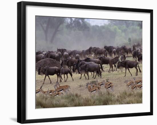 Herds of Gazelle, Zebra, Wildebeest, Topi, Masai Mara Game Reserve, Kenya-Art Wolfe-Framed Photographic Print