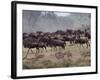 Herds of Gazelle, Zebra, Wildebeest, Topi, Masai Mara Game Reserve, Kenya-Art Wolfe-Framed Photographic Print