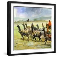 Herds of Llamas in the Andes-Ferdinando Tacconi-Framed Giclee Print