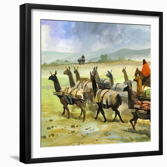 Herds of Llamas in the Andes-Ferdinando Tacconi-Framed Giclee Print