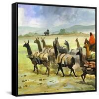 Herds of Llamas in the Andes-Ferdinando Tacconi-Framed Stretched Canvas