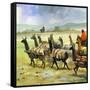 Herds of Llamas in the Andes-Ferdinando Tacconi-Framed Stretched Canvas