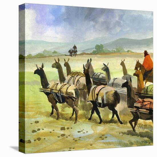 Herds of Llamas in the Andes-Ferdinando Tacconi-Stretched Canvas