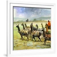 Herds of Llamas in the Andes-Ferdinando Tacconi-Framed Giclee Print