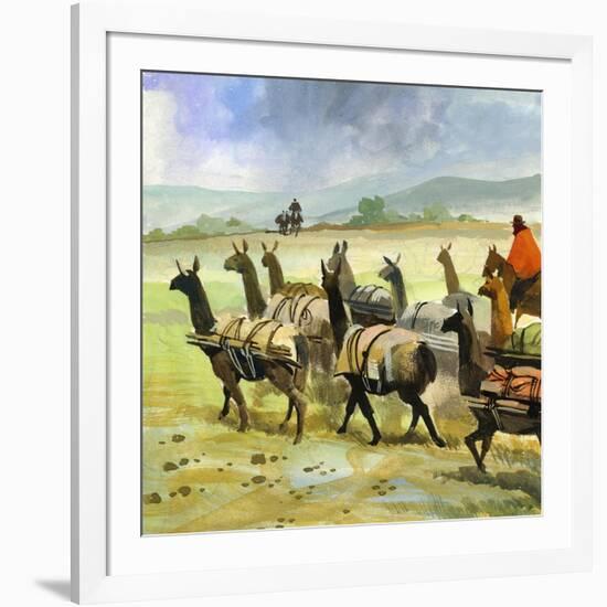 Herds of Llamas in the Andes-Ferdinando Tacconi-Framed Giclee Print