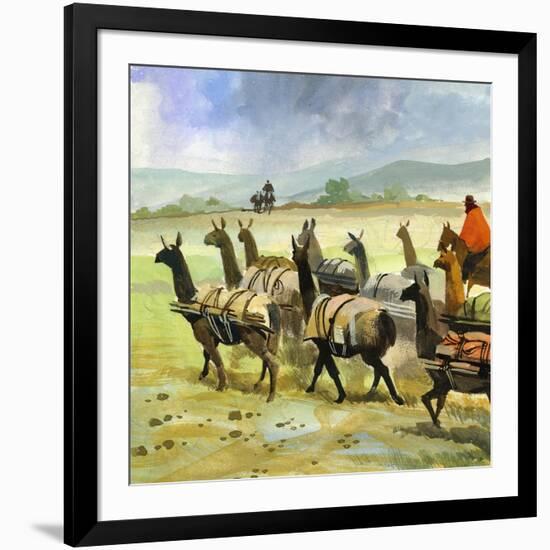 Herds of Llamas in the Andes-Ferdinando Tacconi-Framed Giclee Print