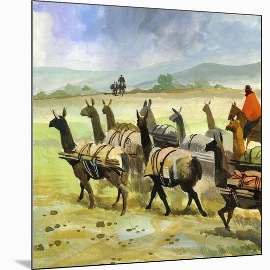 Herds of Llamas in the Andes-Ferdinando Tacconi-Mounted Giclee Print