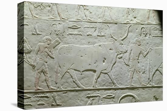 Herdsman Leading a Bull, Detail from Mastaba of Akhethotep, from Saqqara, Old Kingdom, c. 2500 BC-null-Stretched Canvas