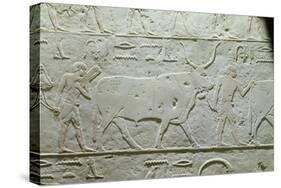 Herdsman Leading a Bull, Detail from Mastaba of Akhethotep, from Saqqara, Old Kingdom, c. 2500 BC-null-Stretched Canvas