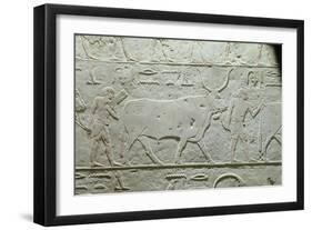 Herdsman Leading a Bull, Detail from Mastaba of Akhethotep, from Saqqara, Old Kingdom, c. 2500 BC-null-Framed Giclee Print