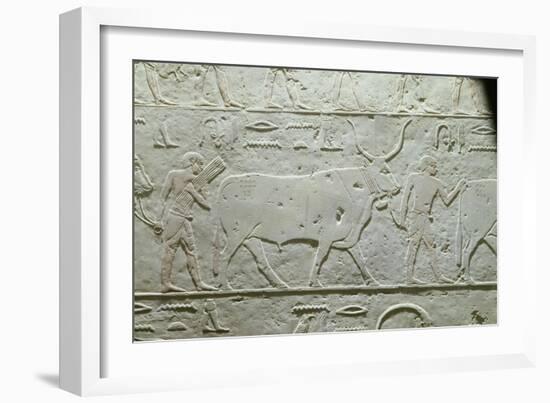 Herdsman Leading a Bull, Detail from Mastaba of Akhethotep, from Saqqara, Old Kingdom, c. 2500 BC-null-Framed Giclee Print