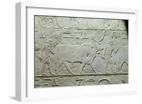 Herdsman Leading a Bull, Detail from Mastaba of Akhethotep, from Saqqara, Old Kingdom, c. 2500 BC-null-Framed Giclee Print