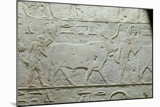 Herdsman Leading a Bull, Detail from Mastaba of Akhethotep, from Saqqara, Old Kingdom, c. 2500 BC-null-Mounted Giclee Print
