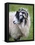 Herdwick Sheep, Borrowdale, Lake District, Cumbria, England-Doug Pearson-Framed Stretched Canvas