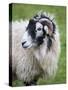 Herdwick Sheep, Borrowdale, Lake District, Cumbria, England-Doug Pearson-Stretched Canvas