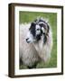 Herdwick Sheep, Borrowdale, Lake District, Cumbria, England-Doug Pearson-Framed Photographic Print