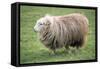Herdwick Sheep Female-null-Framed Stretched Canvas