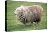 Herdwick Sheep Female-null-Stretched Canvas