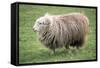 Herdwick Sheep Female-null-Framed Stretched Canvas