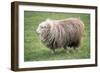 Herdwick Sheep Female-null-Framed Photographic Print