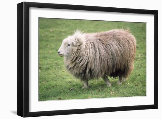 Herdwick Sheep Female-null-Framed Photographic Print