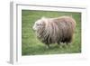 Herdwick Sheep Female-null-Framed Photographic Print