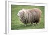 Herdwick Sheep Female-null-Framed Photographic Print