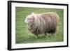 Herdwick Sheep Female-null-Framed Photographic Print