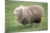 Herdwick Sheep Female-null-Mounted Photographic Print