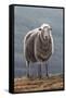 Herdwick Sheep-Jeremy Paul-Framed Stretched Canvas