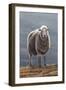 Herdwick Sheep-Jeremy Paul-Framed Premium Giclee Print