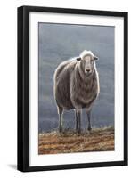 Herdwick Sheep-Jeremy Paul-Framed Giclee Print