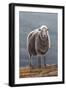 Herdwick Sheep-Jeremy Paul-Framed Giclee Print