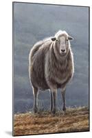 Herdwick Sheep-Jeremy Paul-Mounted Giclee Print