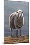 Herdwick Sheep-Jeremy Paul-Mounted Giclee Print