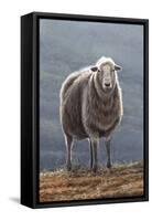 Herdwick Sheep-Jeremy Paul-Framed Stretched Canvas