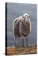 Herdwick Sheep-Jeremy Paul-Stretched Canvas