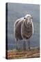 Herdwick Sheep-Jeremy Paul-Stretched Canvas