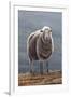 Herdwick Sheep-Jeremy Paul-Framed Giclee Print