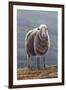 Herdwick Sheep-Jeremy Paul-Framed Giclee Print