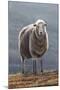 Herdwick Sheep-Jeremy Paul-Mounted Giclee Print