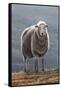 Herdwick Sheep-Jeremy Paul-Framed Stretched Canvas