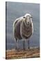 Herdwick Sheep-Jeremy Paul-Stretched Canvas